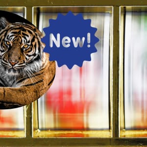 Thư giãn chơi game chào đón Tiger Kingdom Infinity Reels năm 2022